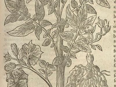 Book Review: Gerit Quealy, “Botanical Shakespeare”