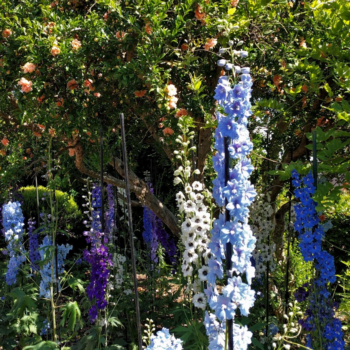 Book Review: Gerit Quealy, “Botanical Shakespeare”